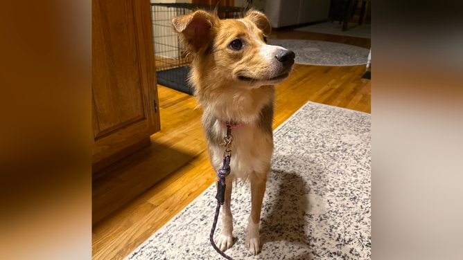 Dallas Cheddar at her foster home.